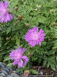 Image result for Centaurea praecox
