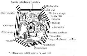 Maybe you would like to learn more about one of these? The Plant Cell
