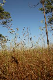 Image result for Ctenium