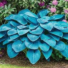 Shade gardens with their predominance of lush and lazy greens have a natural physical and ethereal attractiveness. Blue Angel Hosta Buy Shade Perennials Online Breck S