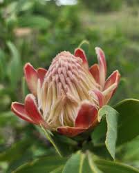 Image result for Protea welwitschii