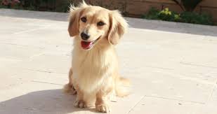 Dachshund puppies dachshund breeder dachshund puppies for sale miniature dachshund mini dachshund. Crown Dachshunds