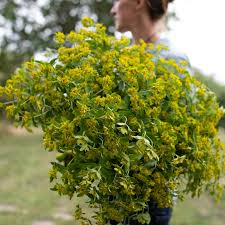 Image result for Euphorbia contorta