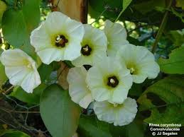 Image result for Turbina longiflora