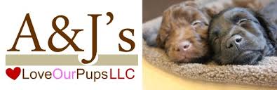 Ask questions and learn about cockapoos at nextdaypets.com. Cockapoo Puppies For Sale Georgia 1 Licenced Breeder Ga