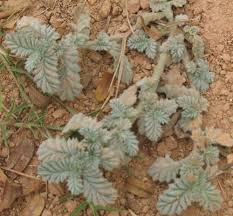 Image result for Coldenia procumbens
