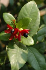 Image result for Ochna kirkii