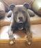 American Staffordshire Terrier Dog Breed Profile | Petfinder