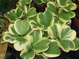 Saved by filomena cruz e silva. Hoya Kerrii Variegata Variegated Sweetheart Hoya World Of Succulents