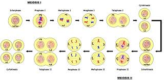 การแบ่งเซลล์แบบไมโอซิส ในปฏิบัติการนี้ นักเรียนจะได้ศึกษาการแบ่งเซลล์แบบไมโอซีสในระยะต่างๆ จากสไลด์ถาวร และ Https Popzzbiology Files Wordpress Com 2015 05 Lecture 13 Cell Division Pdf