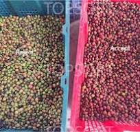 New Design Belt Color Sorter For Cherry Coffee Olive Colour ...