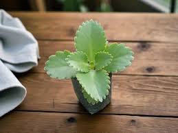 Image result for Kalanchoe daigremontiana