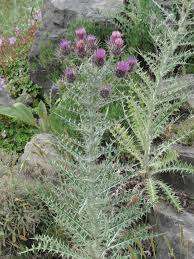 Ptilostemon Afer Pflanzen Garten Distel
