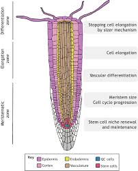 We did not find results for: Br Functions In The Primary Root Brs Are Involved In A Variety Of Download Scientific Diagram