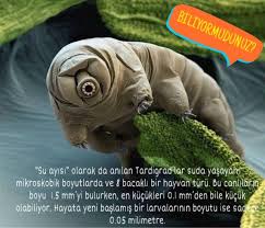 Tardigrad Hayvani Ilginc Hayvan Baski Okyanus