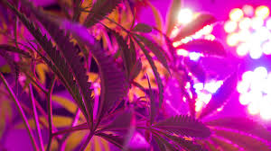 Nov 01, 2020 · although just about any led grow light (even the worst ones) can grow good weed, some newer models developed specifically for cannabis are getting better yields, density, and plant growth rates than older and generic models. Can You Grow Pot With Led Lights Grist