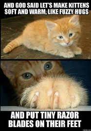 Share the best gifs now >>>. It S Caturday Time For Your Daily Treat Of Cat Memes Funny Animal Pictures Warrior Cat Memes Funny Animals