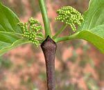 Image result for Afrocanthium ngonii