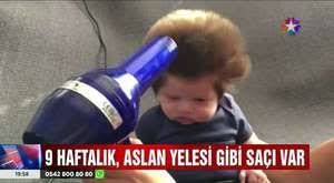 Aslan Yelesi Saclari Olan 9 Haftalik Bebege Bir Bakan Bir Daha Bakiyor Aslan