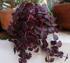 The latest tweets from @karl_lauterbach Crassula Pellucida Ssp Marginalis F Rubra Plants Succulents Planting Succulents