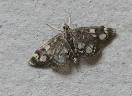 Image result for Nicolasia coronata