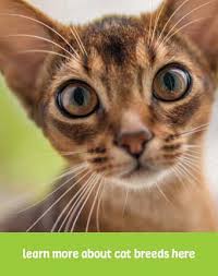Turmeric is a flowering plant that belongs to ginger family and used extensively for its antioxidant properties. Turmeric For Cats Cancer Immune Support Nhv Natural Pet