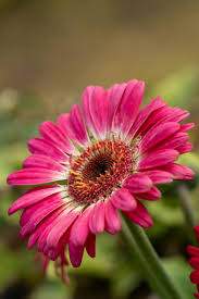 Image result for Gerbera