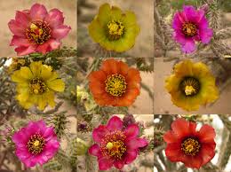 Fortunately we have had very nice temperatures for the past several weeks. Our Colorful Sonoran Desert A Splash Of Color From Cholla Cactus Flowers Tucson
