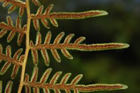 Image result for Dennstaedtiaceae