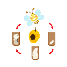 honey bees life cycle