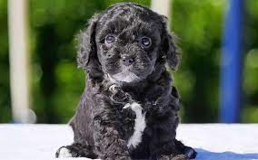 Download Wallpapers Maltipoo Dog 4k Small Black Puppy Cute Animals Curly Dogs Besthqwallpapers Com Maltipoo Dog Curly Dogs Puppies