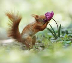 Amazing Wildlife Photos Of European Squirrels By Julian Rad Animal Photography Wildlife Animal Photography Animals