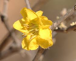 Image result for Rhigozum brevispinosum