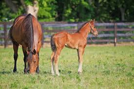 Our Story — Coteau Grove Farms