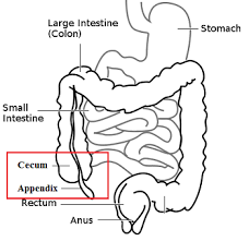 Large Intestine Lesson For Kids Function Facts Educational Videos For Kids Study Com The small intestine is between the stomach and the large intestine. large intestine lesson for kids