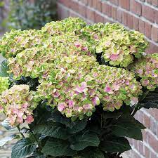 Everlasting Amethyst Hydrangeas Hydrangea Varieties Hydrangea Colors Hardy Hydrangea