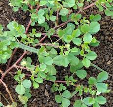 Image result for Medicago polymorpha