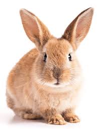 Learn how to save money while get the very best coverage for your furry friends. Protect Your Bunnies
