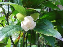 We did not find results for: Budidaya Bunga Cempaka Magnolia Champacha Ajengekaprastiwi