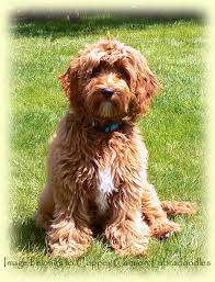 Tripper wood (704) 975 2726 email tripper. Poppy S 2015 Labradoodle Puppies Copper Canyon Labradoodles