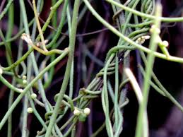 Image result for Secamone filiformis