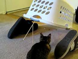 Kitten trap was a perfect match for it, and was never in a separate story (it's part of the description for the art by chuvanesschuka), so i posted both up. Funny Kitten Trap Kitty Cat Deadfall Trap Youtube