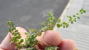 Image result for Euphorbia serpens