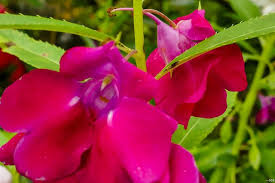 Color consistency is of the utmost importance of course. Pink Flowers My Nature Photography Quirino Philippines Steemit