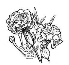 Pin On Flower Line Drawings