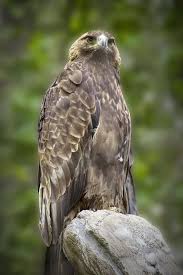 Majestic Birds Of Prey Animals Majestic Golden Eagle By Randall Nyhof Birds Of Prey Golden Eagle Eagle