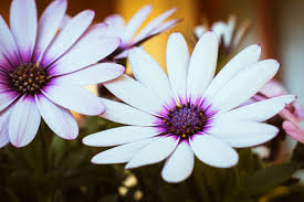 Image result for Afroqueta capensis