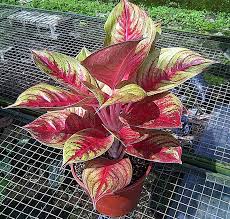 Aglaonema Red Ndot Growing Plants Indoors Plants Ornamental Plants