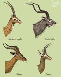 Free shipping both ways on gazelle from our vast selection of styles. Gazelles Vs Antelopes What Is The Difference Between A Gazelle An Antelope
