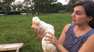 Gently work your way down the duck's stomach until you find two v's just above the rectum, pointing at one. How To Tell If A Grown Duck Is A Male Or A Female How Many Of Each Do We Have Youtube